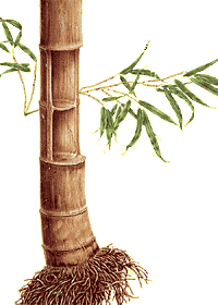 Der Bambusstamm